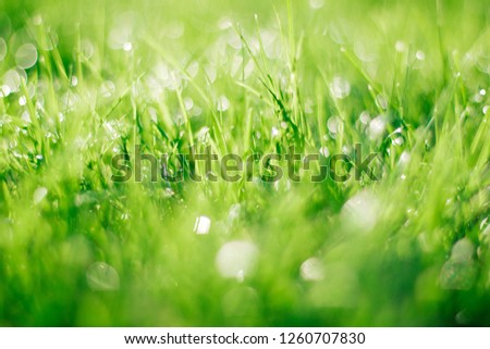 grass on backyard lawn - house, home and gardening concept