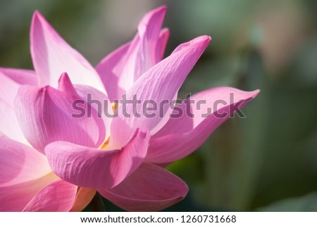 Close-up of pink lotus flower suitable for screen
