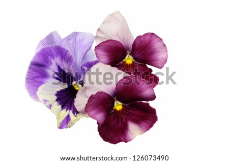 Background _ Valentine's Day image of the pansy