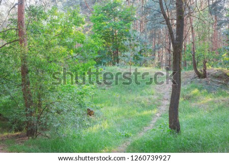 Summer landscape with a forest path. Nature in the vicinity of Pruzhany, Brest region, Belarus.