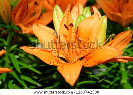 close up orange lily flower