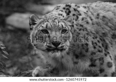 Black and white Profile Portrait of a Snow Leopard in a Snow Storm Against a Mot