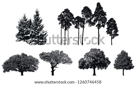 Trees - black vector silhouette isolated on white background.  Set of realistic detailed graphic illustration of natural forest plant.