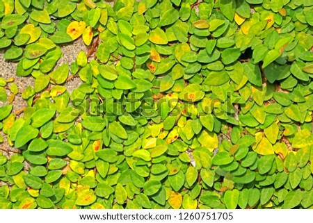 Green leaf on concrete maze wall 