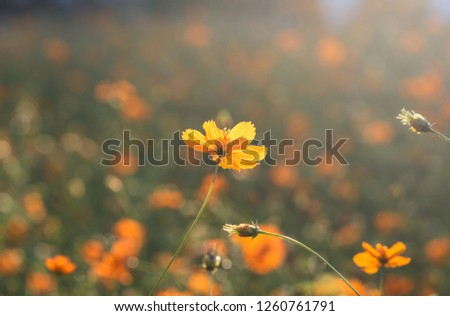 Focus on an orange cosmos from the back in the sunlight and on a blurred background with bokeh Royalty-Free Stock Photo #1260761791
