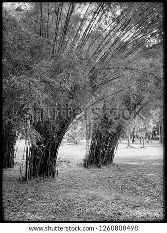 Bamboo garden black and white