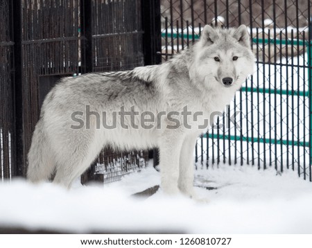Portrait of a polar wolf. A Zoo In Siberia.