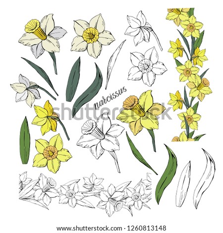 Set of different flowers narcissus and leaves, brushes with them, colored and monochrome, isolated on white background, vector hand-drawn clip-art illustration