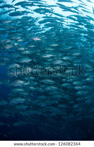 A thick school of Big eye jacks (Caranx sexfasciatus) swirls in deep waters off Cocos Island, Costa Rica.  This area is known for its large shark populations.