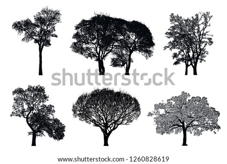 Tree silhouettes - black vector image isolated on white background. Realistic detailed graphic illustration of natural forest plant with bare branches without leaves.