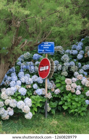 No entry sign with street name « street of Sweet prefect » written in white on a blue road sign, in the middle of a beautiful vegetal area with trees, grass and blue pink hydrangeas, Biarritz France.