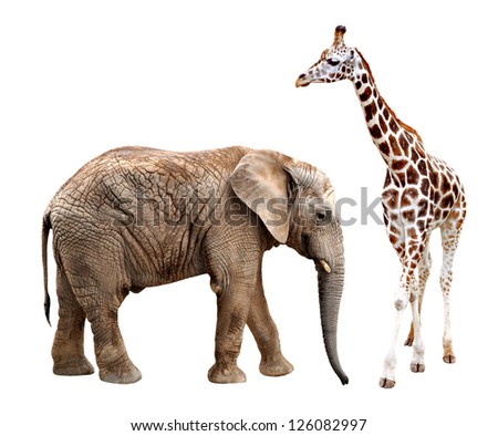 giraffes with elephant isolated on white