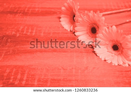 Gerbera daisy flowers on wooden background. Holiday concept. Living coral pantone - color of the year 2019