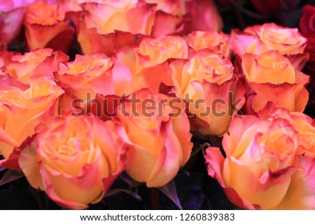 Dark orange red roses. Beautiful macro close-up rose bouquet from Holland auction Alsmeer.