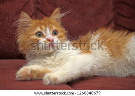 cool red and white longhair kitten