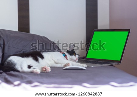 Concept , Cat working by thinking idea for work with green screen for Editor