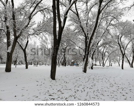 Trees covered with snow in winter in an park (urban city area)
