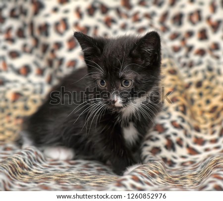 black and white fluffy kitten on a leopard background