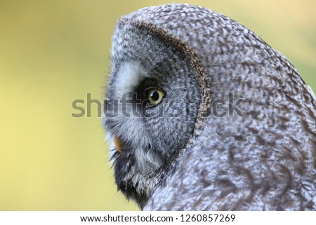 Great grey owl (Strix nebulosa)  Sweden