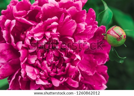 Amazing pink peony. Blooming lush magenta flower and young bud with long green leaves close-up. Insect on flower with copy space. Small black ant creep on unblown bud in macro. Beautiful peonies.