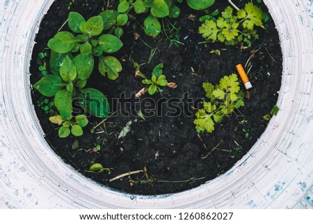 Cigarette butt on ground among grass close-up. Trash on flower bed near plants with copy space. Concept of nature pollution. Garbage on street. Conceptual background. Throwing cigarette butt on ground