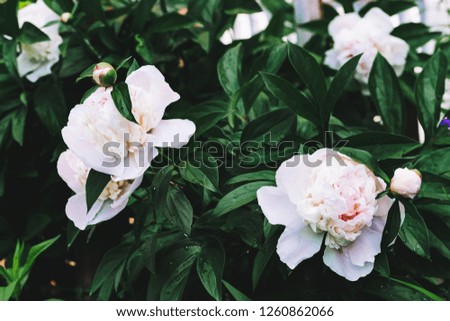 Amazing cream peonies. Wet blooming lush flowers and young buds with long green leaves close-up. Two beautiful peonies with copy space. Rich greenery with rain drops in rainy weather. Dew drops.