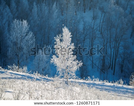 Lonely birch covered with snow on the slope of hill
