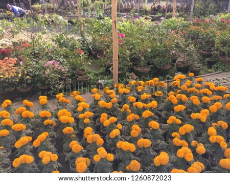 Yellow Flower Natural..Kathmandu Dec 18/2018.
