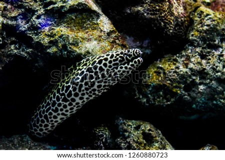 Moray eel in aquarium