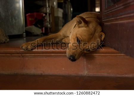 Cute Orange Dog Sitting on Doorstep in Weird Position - Bored Puppy - Analogous Color Scheme. Asian House