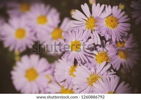 the flowers grow in autumn on the street image background