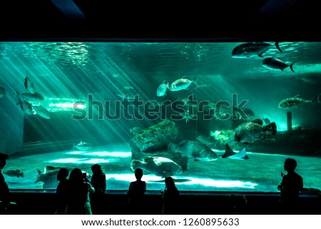 aquariums landscape view Royalty-Free Stock Photo #1260895633