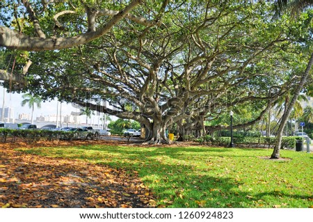 A big tree Royalty-Free Stock Photo #1260924823