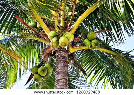 A tall coconut tree Royalty-Free Stock Photo #1260929488