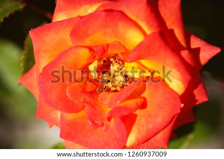 roses bright background image
