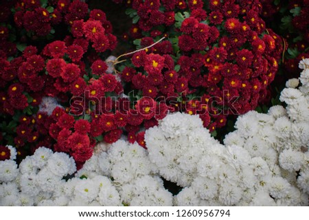 Dark red and white Chrysanthemum. 