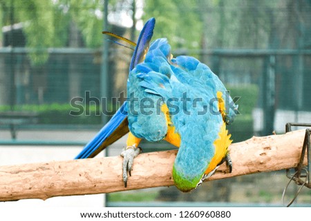 The Blue-and-yellow Macaw (Ara ararauna), also known as the Blue-and-gold Macaw, is a member of the group of large Neotropical parrots known as macaws
