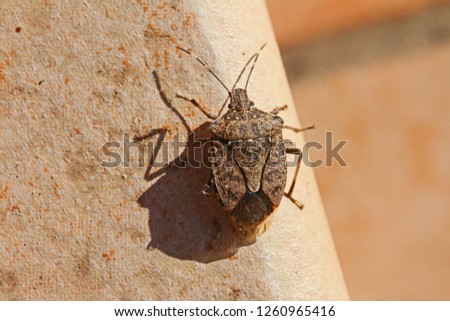 brown marmorated stink bug or shield bug Latin halyomorpha halys from the pentatomidae group of insects on a patio step in Italy native to China and Asia but now a serious pest in Europe and the USA