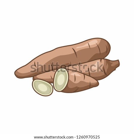 cassava vector illustration Royalty-Free Stock Photo #1260970525