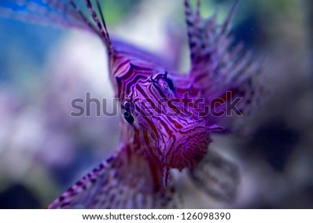 A lionfish close up