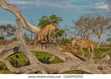lions on tree, group of playing lions with lion cub, lion cub and his family playing