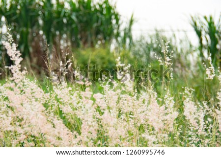 white natural grass flower in garden. background for vintage nature and freshness