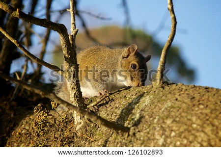 Squirrel Resting on Tree Branch