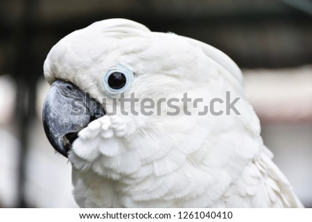 The white cockatoo, also known as the umbrella cockatoo, is a medium-sized all-white cockatoo endemic to tropical rainforest on islands of Indonesia.