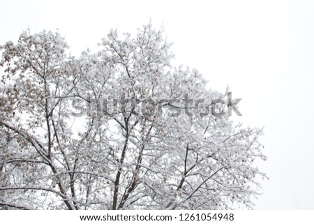 trees and branches completely covered with snow. landscape of snow-covered park. The general plan of nature in winter. snowfall