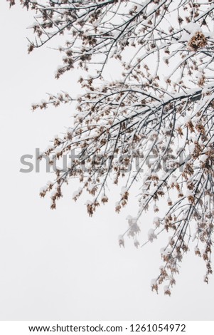 trees and branches completely covered with snow. landscape of snow-covered park. The general plan of nature in winter. snowfall