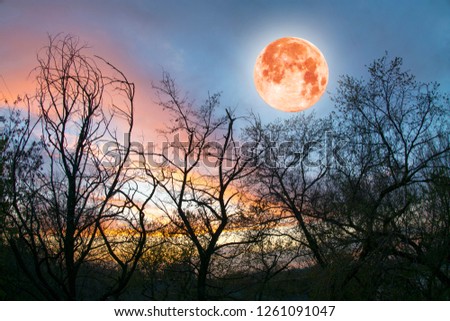 red moon on a background of trees and sunset
