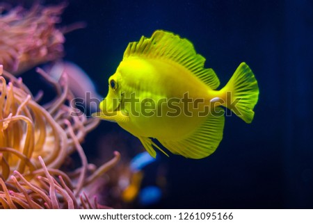Yellow fish in a coral