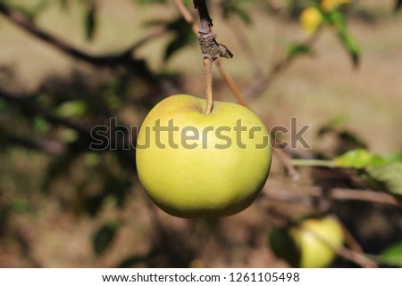 Apple on the Tree (Kaytazdere, Yalova / Turkey)