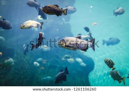 A marine aquarium with fishes and seaweed. underwater wild life beckground